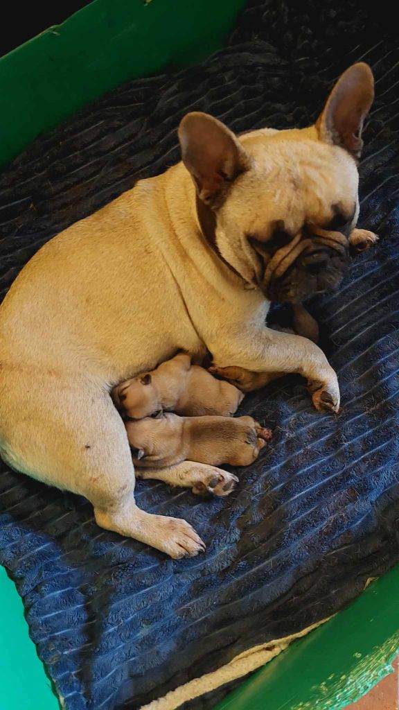 chiot Bouledogue français du Domaine des Aristocrates