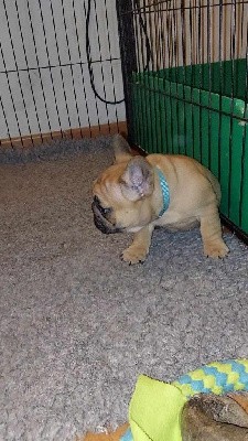 CHIOT collier bleu  VINCE