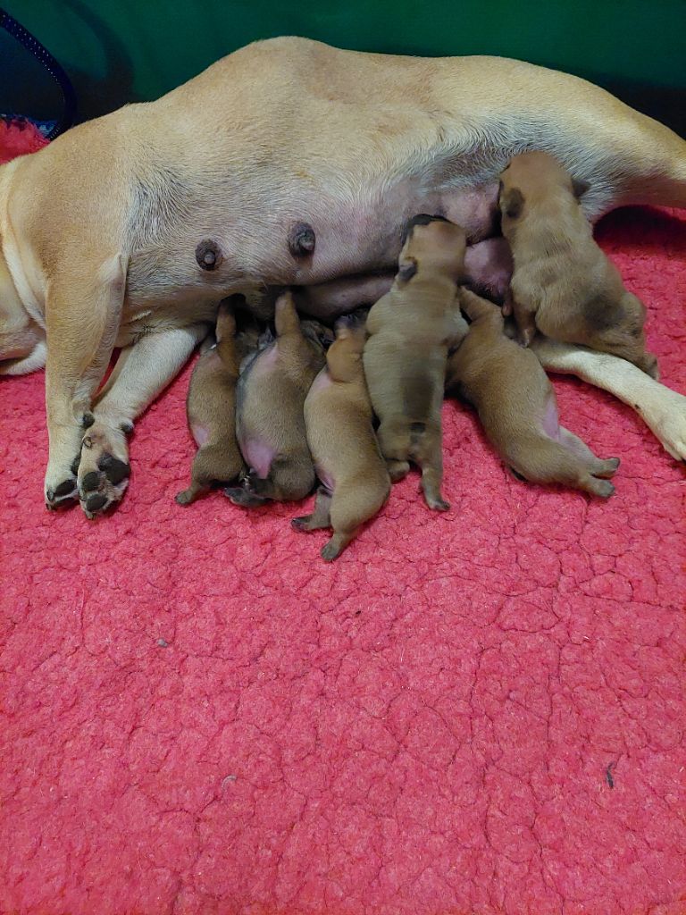 chiot Bouledogue français du Domaine des Aristocrates