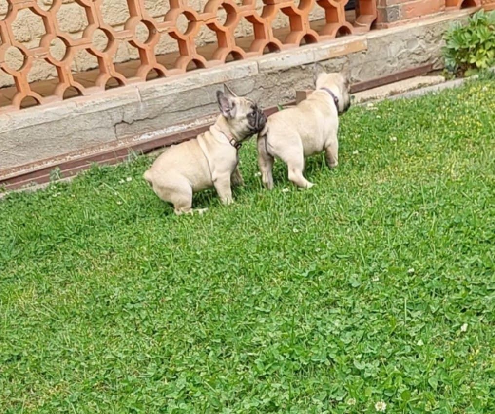 du Domaine des Aristocrates - Chiots disponibles - Bouledogue français