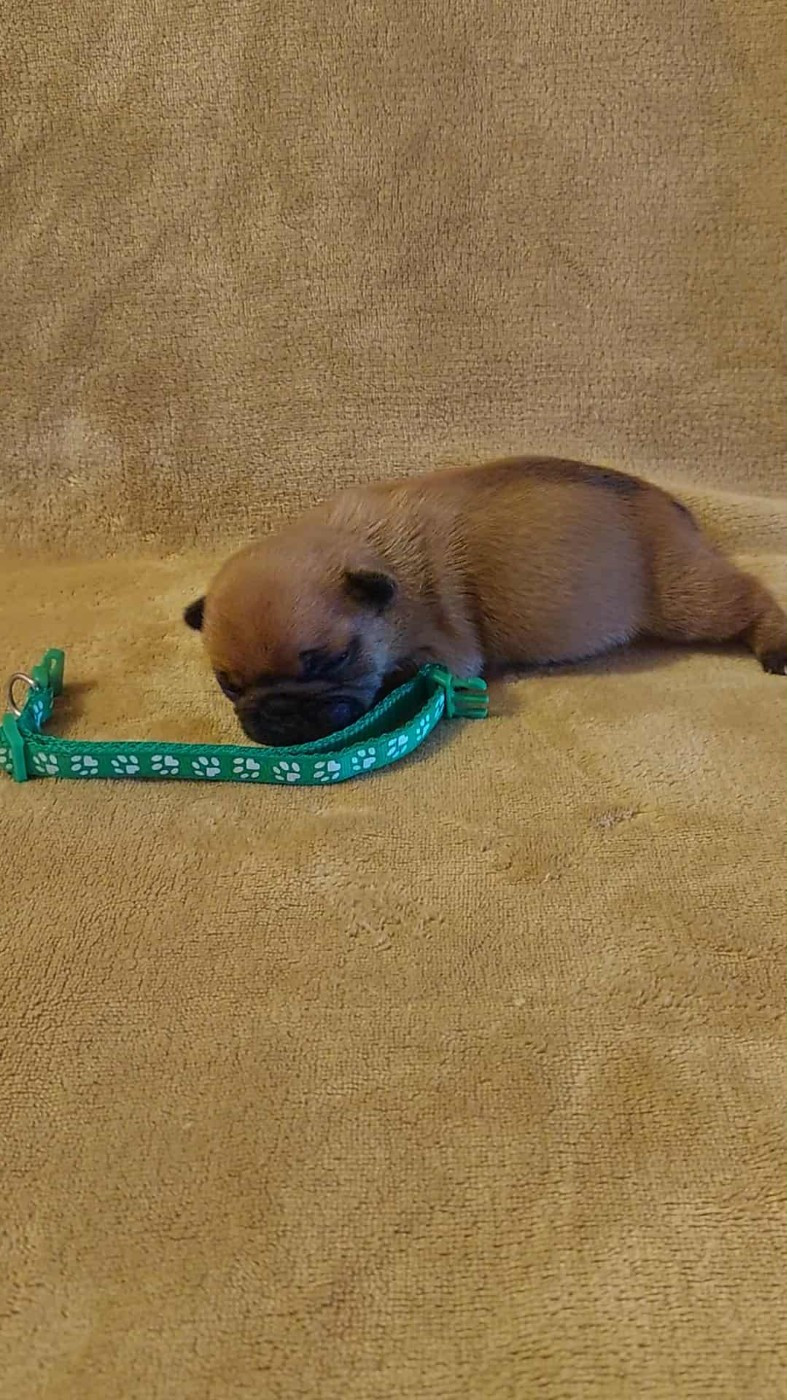 du Domaine des Aristocrates - Chiots disponibles - Bouledogue français