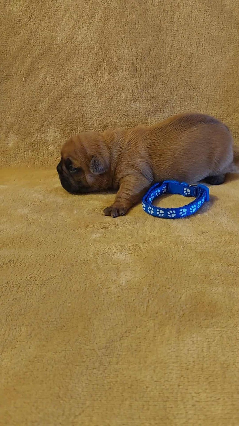 du Domaine des Aristocrates - Chiots disponibles - Bouledogue français