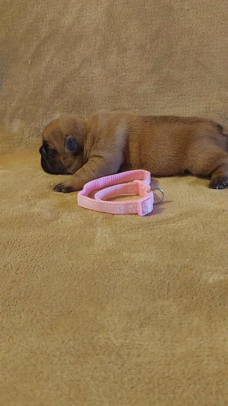 du Domaine des Aristocrates - Chiots disponibles - Bouledogue français