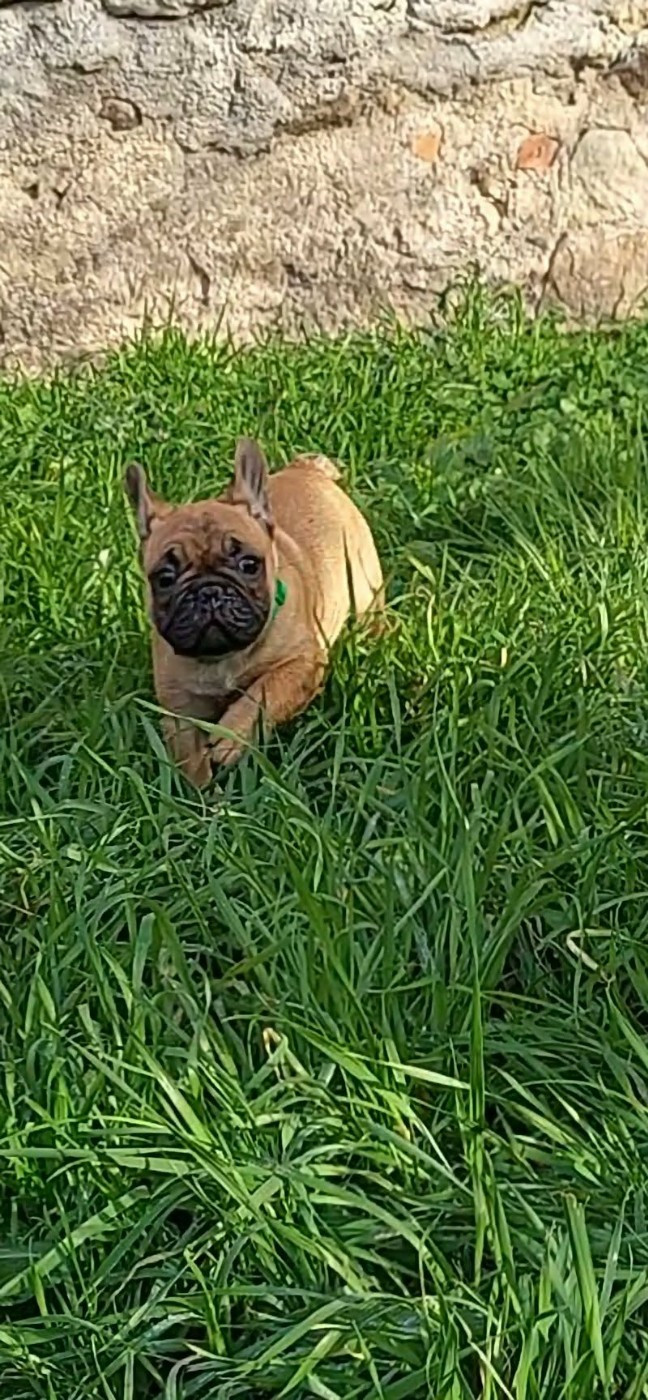 du Domaine des Aristocrates - Chiots disponibles - Bouledogue français