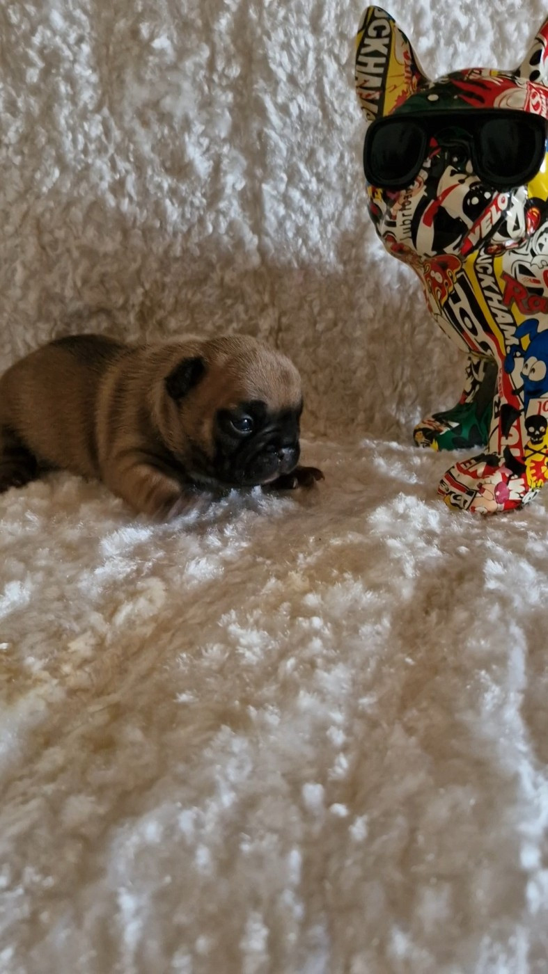 du Domaine des Aristocrates - Chiots disponibles - Bouledogue français