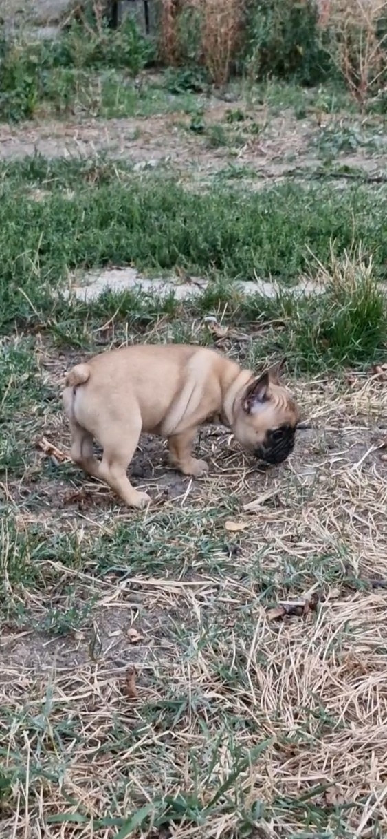 du Domaine des Aristocrates - Chiots disponibles - Bouledogue français