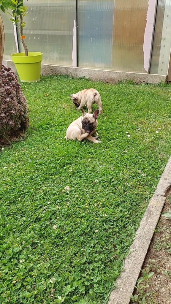 du Domaine des Aristocrates - Chiots disponibles - Bouledogue français
