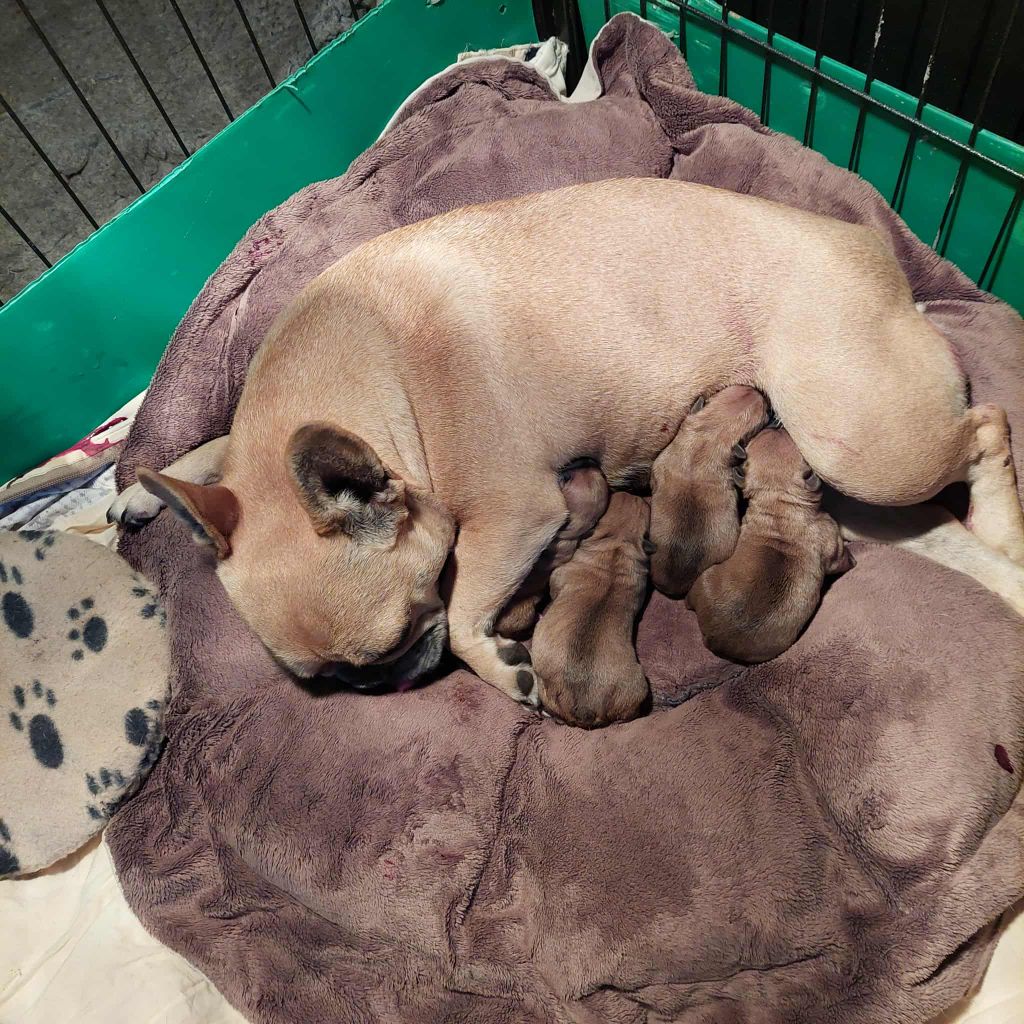du Domaine des Aristocrates - Chiots disponibles - Bouledogue français